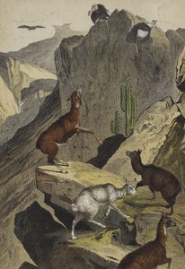 アンデスの動物・植物（カラーリトグラフ 作： European School