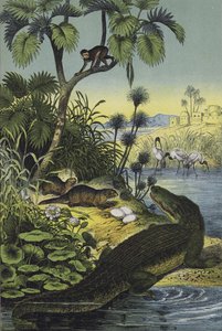 ナイル渓谷の動植物（カラーリトグラフ） 作： European School