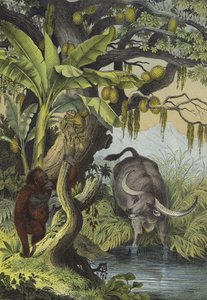 南アジアの島々の動物と植物（カラーリトグラフ 作： European School