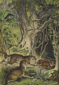 ギアナの動物たち（カラーリトグラフ 作： European School