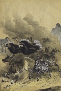 南部アフリカの動物たち（カラーリトグラフ 作： European School