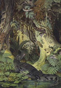 ブラジル・アマゾンジャングルの動物たち（カラーリトグラフ 作： European School