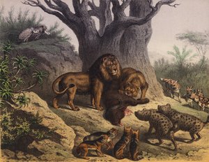 喜望峰の動物たち（カラーリトグラフ） 作： European School