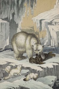 北極地方の動物たち（カラーリトグラフ 作： European School