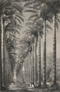 Avenue Of Palm Trees In The Botanical Garden of Rio-De-Janeiro (in engraving) 作： European School