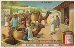 ベルベル人がチュニスの市場で販売するトリュフを検査 作： European School