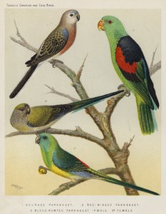 Bourkes インコ、赤羽のインコ、ブラッドランプインコ、男性、女性 (色リソ)