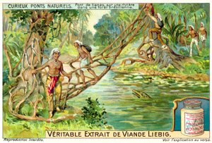 ブラジルの熱帯雨林の川に架けられたリアナの橋（クロモリト 作： European School