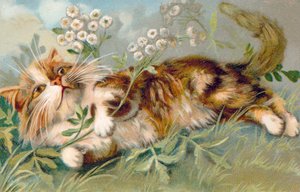 猫のポストカード（カラーリトグラフ）