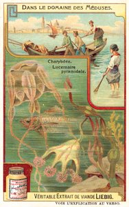 チャリュブディスとピラミッド型のルセルニア（クロモリト 作： European School