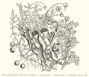 極地の主な栄養植物（彫刻 作： European School