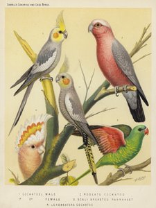 オカメインコ、オス、メス、バラオウム、ウロコインコ、リードビーターオウム（カラーリトグラフ）