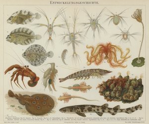 海洋生物の発生（カラーリトグラフ） 作： European School