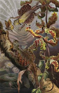 Flugdrache 作： European School