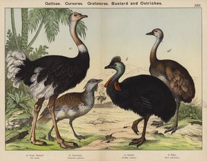 Gallinae, Cursores, Grallatores, Bustard and Ostriches (colour litho)