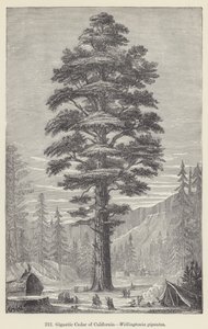 カリフォルニアの巨大杉、Wellingtonia gigantea（彫刻作品 作： European School