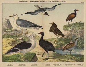 グララトーレス、パルミペデス、渉禽類、遊泳鳥類（カラーリトグラフ） 作： European School