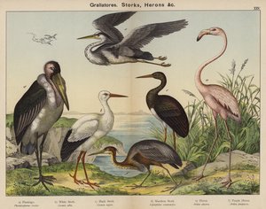 グララトーレス、コウノトリ、サギ（カラーリトグラフ） 作： European School