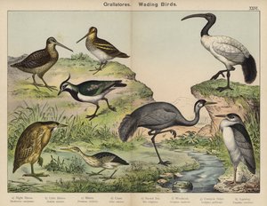 グララトーレス、渡り鳥（カラーリトグラフ） 作： European School