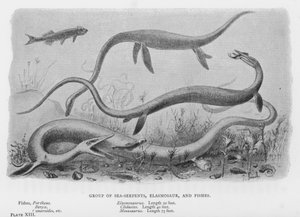 海蛇、エラスモサウルス、魚類のグループ（リトグラフ 作： European School