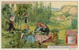 フランスのスイスでのホップの収穫 作： European School