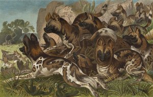 Hianenhund 作： European School