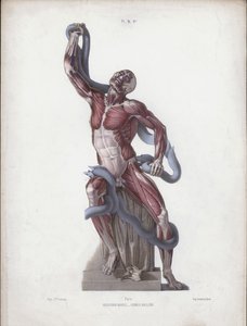 The Anatomy of the External Forms of Man」のイラスト。ラオコーン（カラーリトグラフ 作： European School