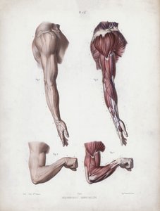 The Anatomy of the External Forms of Man」のイラスト。男性の腕と手(カラーリトグラフ) 作： European School