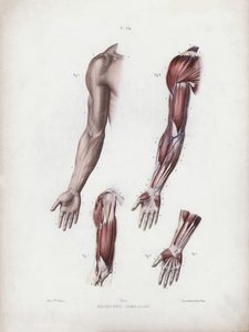 The Anatomy of the External Forms of Man」のイラスト。男性の腕と手(カラーリトグラフ) 作： European School