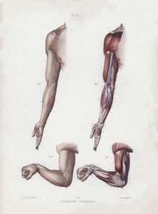 The Anatomy of the External Forms of Man」のイラスト。男性の腕と手(カラーリトグラフ) 作： European School
