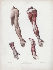 男性の外部形態の解剖学のイラスト：男性の腕と手 作： European School