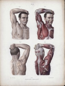 男性の外部形態の解剖学のイラスト：男性、腕、頭、胴体 作： European School