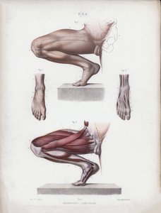 男性の体型の解剖学のイラスト：男性の脚と足 作： European School