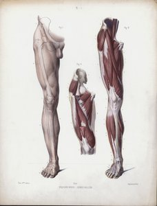 The Anatomy of the External Forms of Man」のイラスト。男性の脚、正面図（カラーリトグラフ 作： European School