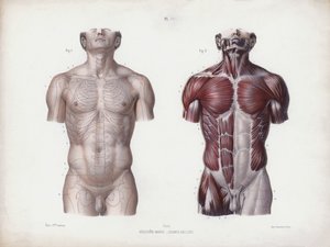 The Anatomy of the External Forms of Man』のイラスト。男性胴体、正面図（カラーリトグラフ 作： European School