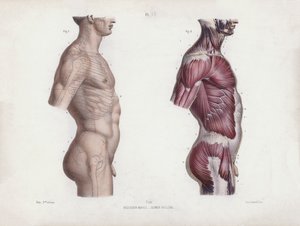 人間の外形解剖学』の挿絵：男性胴体、側面図（カラーリトグラフ） 作： European School