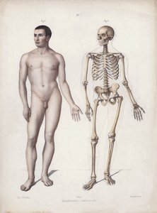 The Anatomy of the External Forms of Man』のイラスト。立っている人（カラーリトグラフ 作： European School