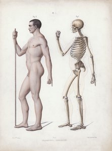 The Anatomy of the External Forms of Man』のイラスト。立っている人、横から見た図（カラーリトグラフ 作： European School