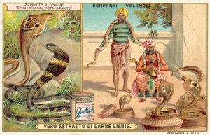 インドのコブラとマムシ（クロモリト 作： European School