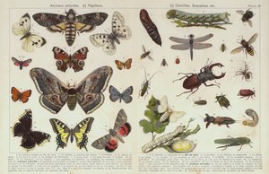 昆虫などの無脊椎動物（クロモリソウ 作： European School