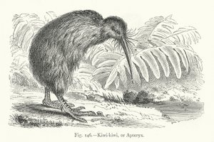 キウイ キウイ、または Apteryx (彫刻) 作： European School