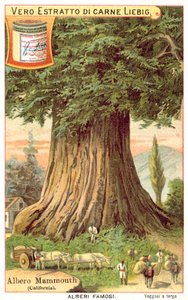 カリフォルニア州マンモスツリー（クロモリト 作： European School