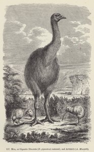 モア、または巨大なディノルニス（D giganteus）の復元、およびApteryx、A Mantelli（彫刻）。 作： European School