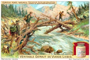 カナダの倒木や生い茂った木でできた自然の橋（クロモリト 作： European School