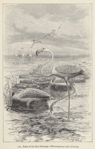 アカフラミンゴ（Phoenicopterus ruber）の巣、キュヴィエ（彫刻作品