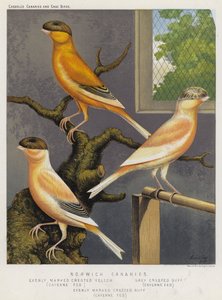 ノリッチカナリア、Evenly Marked Crested Yellow、Cayenne Fed、Grey Crested Buff、Cayenne Fed、Evenly Marked Crested Buff、Cayenne Fed（カラーリトグラフ版