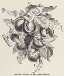 ナツメグの木（Myristica moschata）、ラマルク（彫刻作品 作： European School