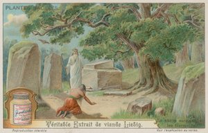 古代ドイツ人にとって神聖なオークの木 作： European School