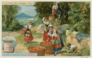 イタリアのオレンジの収穫 作： European School