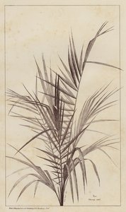 パーム、Chamaerops Exelsa（リトグラフ 作： European School